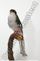 Cuban Trogon - Priotelus temnurus